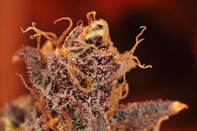 mypotguide's tweet photo. 🏋️♀️💪 It’s called “weed” cause it grows anywhere, but just how resilient are cannabis plants? 💪🏋 Find out with #PotGuide https://t.co/3TBPPWFZYb #potpower https://t.co/6ey3LSi4Vt