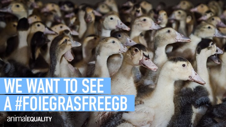 We're calling for a #FoieGrasFreeGB with a day of action across the UK! Find out more: bit.ly/2HcR34o