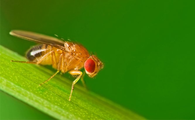 UCLEarInstitute's tweet photo. UCL 2019 @pintofscience Launch Event! 🍺👂🧠
Featuring our own @jasesomers discussing the sensory arsenal fruit flies employ to live their lives. MC'd by @UCLEarInstitute Research Fellow Joe Sollini. 3rd April 2019. #London  #pint19 

Tickets from: https://t.co/Egj9zIX7fB https://t.co/6jjLv3U7lA