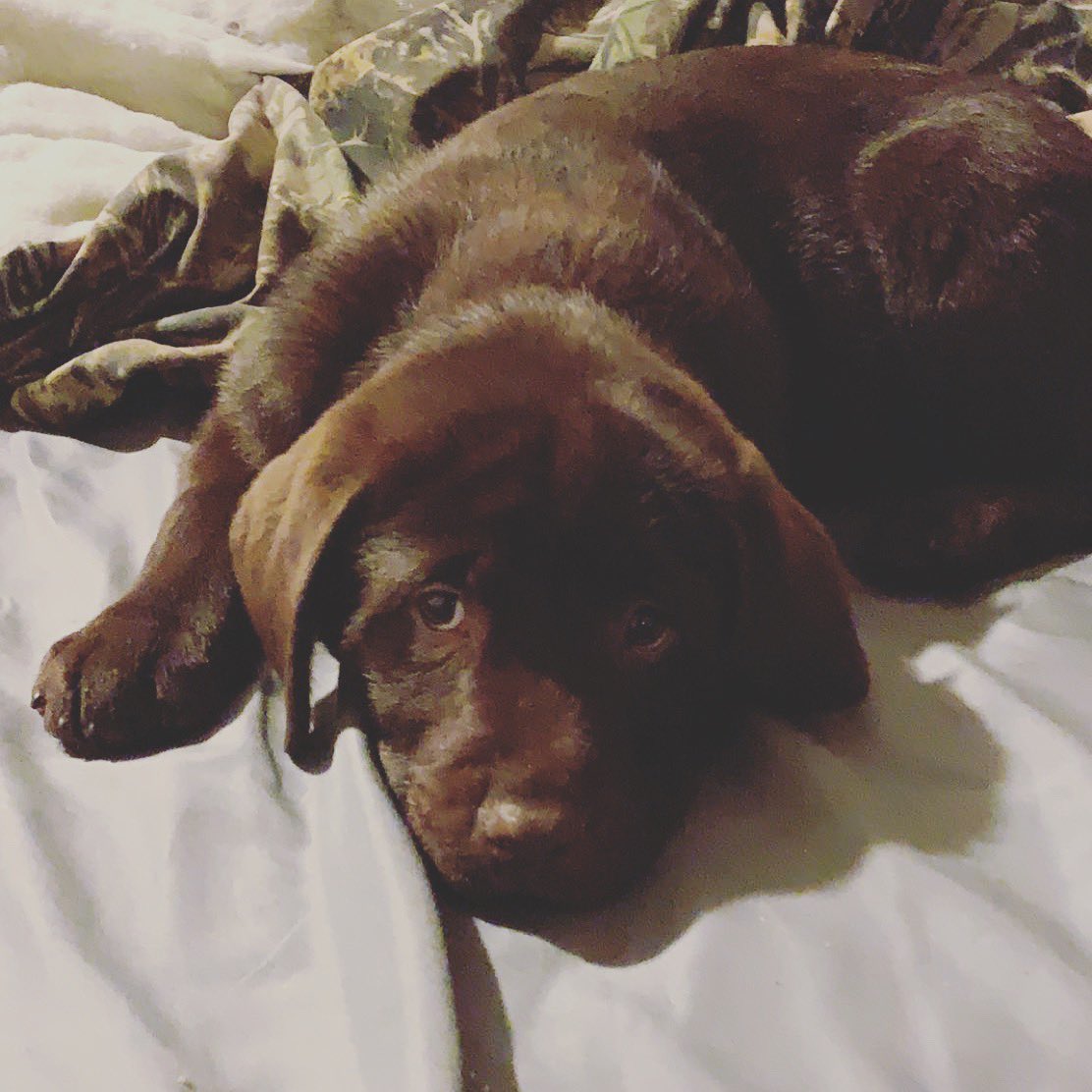 JohnnyCrites94's tweet photo. The new puppy is home time to start training for hunting https://t.co/rivycw9GTP