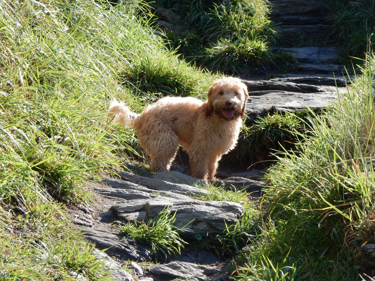 Forthglade's tweet image. This fluff ball is enjoying a walk along the South West Coast Path. We want to see your dog pictures along the path! Don’t forget to enter their competition! Head to our website for all the details. #PawsonThePath Photo Credit: @SWCoastalPath  
forthglade.com/win-stuff/swcp…