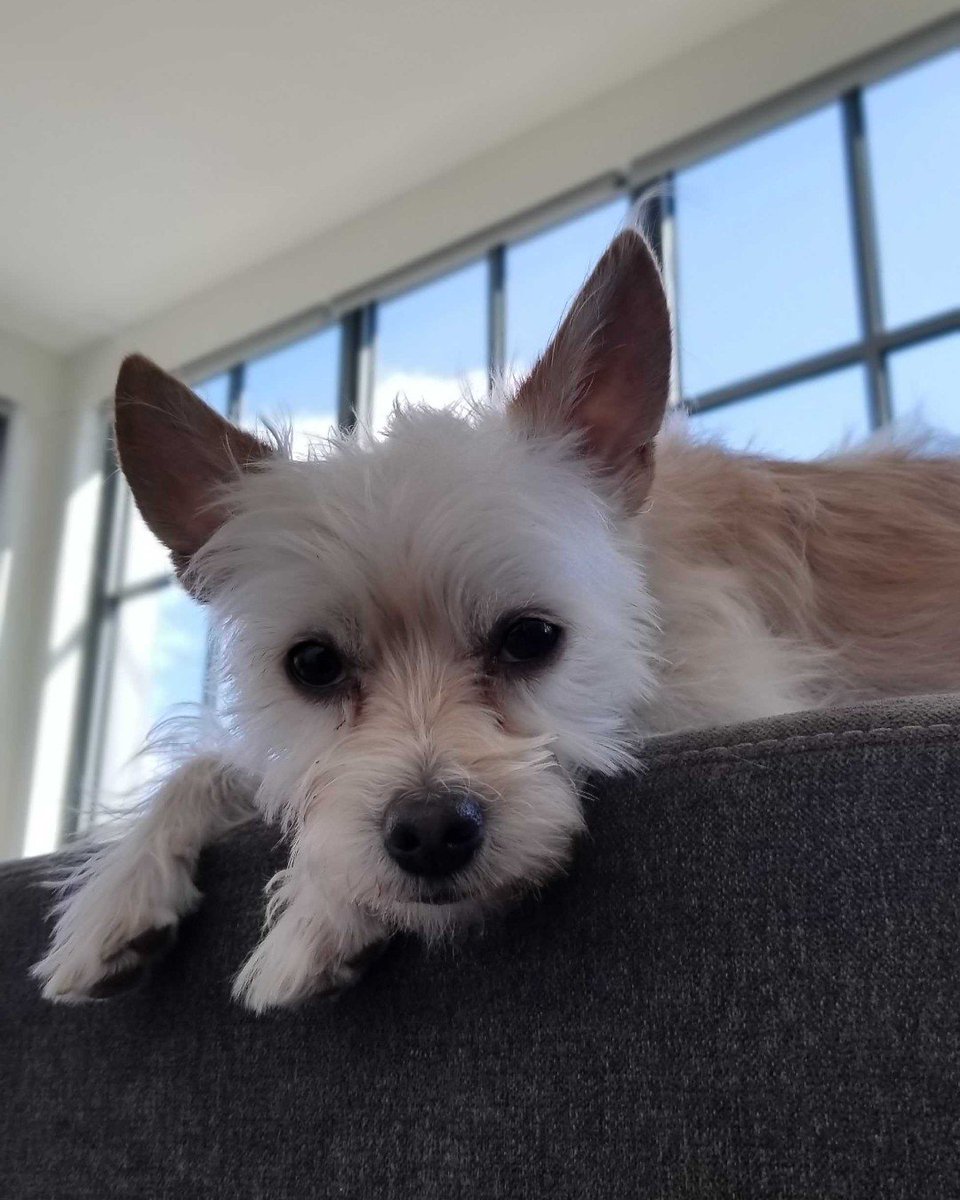 BrooklynBark's tweet photo. judging from high atop the couch...Melo Photo: @vikilikespandas #theears #dogsofbrooklyn #dogsofinstagram #warmerinside #brooklynbark #dogwalkerbrooklyn https://t.co/vxfZ7UiEZI