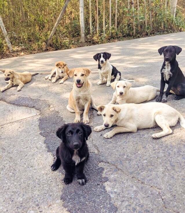 This is Stumpy. He’s a stray pup in Thailand. Wanted to introduce you to his stray pup family. They’re a little dysfunctional but what family isn’t. 13/10 for all