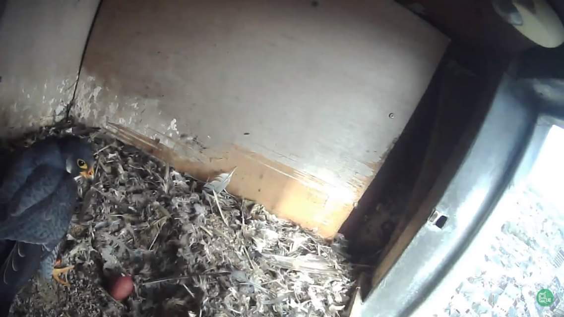 [Projet faucon]

Nous avons le plaisir de vous annoncer la ponte du premier œuf en ce mardi 12 mars 2019 au sommet du Beffroi de la <a href="/VilledeMons/">Ville de Mons</a> ! 😍🥚

Voici le lien vers notre chaîne afin d'observer maman faucon couver son œuf : youtube.com/channel/UCjgx-…