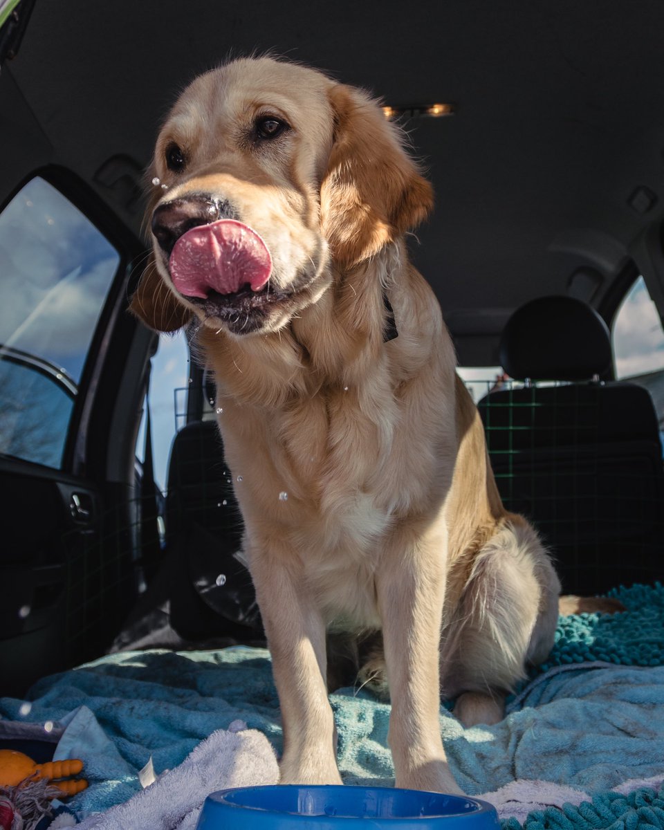 Golden retriever facing camera sitting down tongue lapping his face and water droplets falling from his mouth. Eyes open ears relaxed.