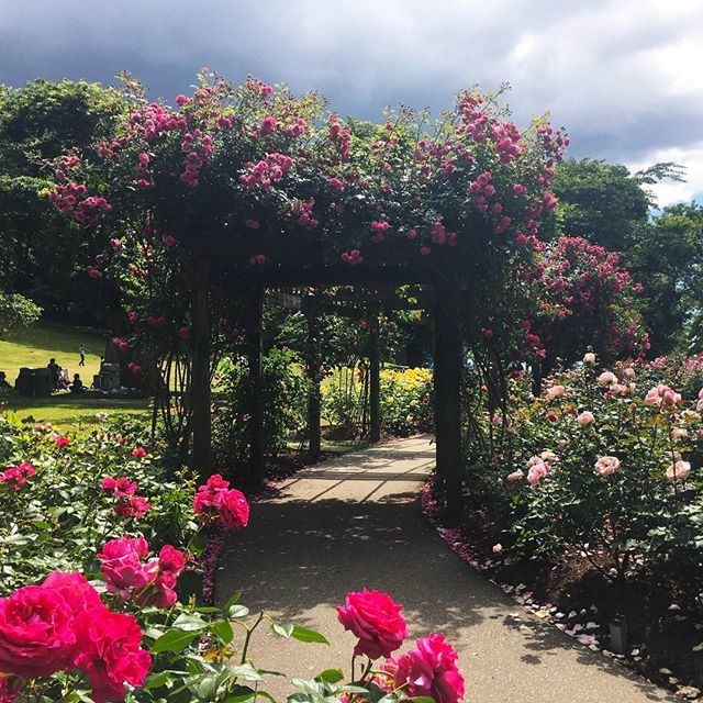 StudyinBC's tweet photo. #UBC is famous for its rose garden. There's a beautiful one up on Burnaby Mountain, too! Great location for a relaxing walk away from it all. 🌹👟 #studyinbc #livelearnBC #exploreBC #helloBC #iloveBC #lifeinBC #BCliving #beautifulBC #BC #BritishColumbi… https://t.co/MBw4jrjfLo https://t.co/5nl4er7rwt