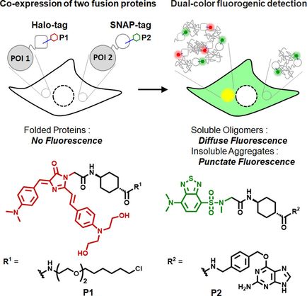 ChemBioChem's tweet image. #Bioimaging: #fluorogenic SNAP/#Halotag method for simultaneous detection of dual #proteinaggregation in #livecells (Zhang @PSU_Chemistry) doi.wiley.com/10.1002/cbic.2…