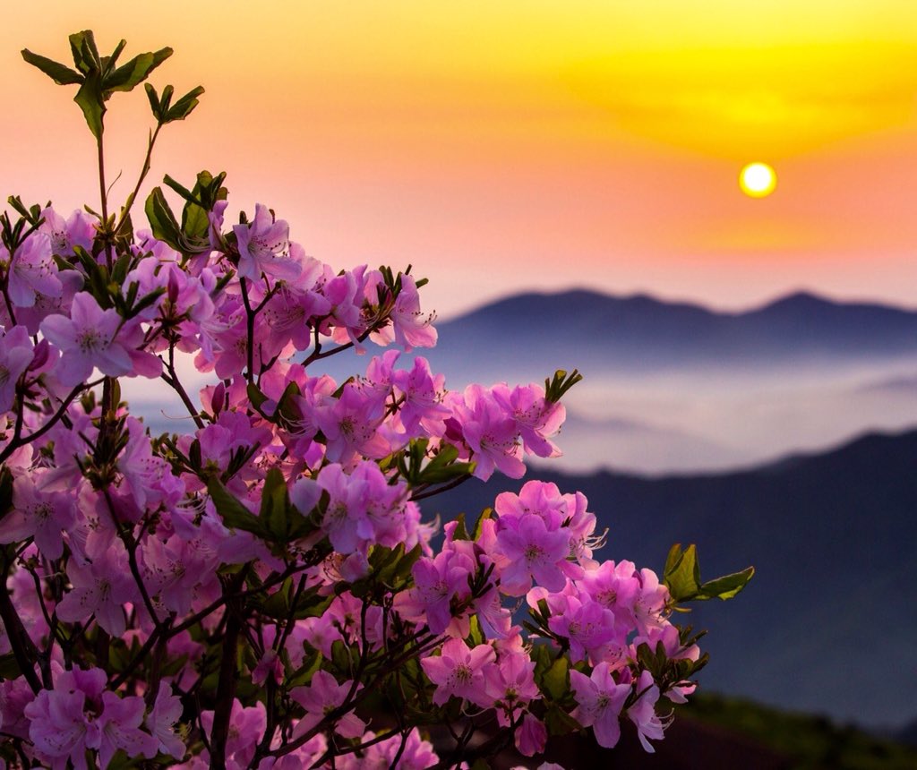 irina3529's tweet image. Spring evening..🌸🌸🌸