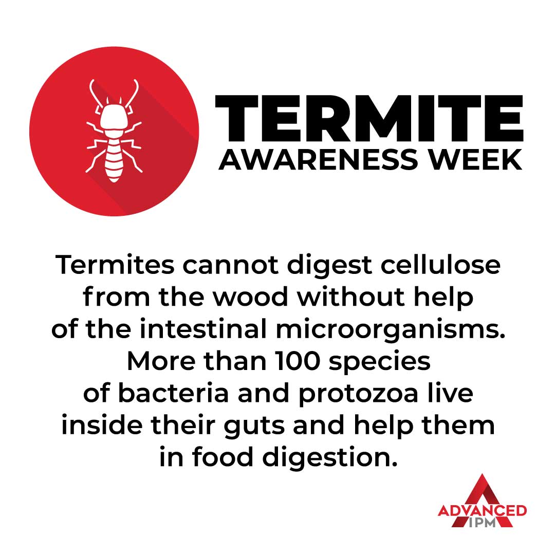 Day 2: lnkd.in/gXuUB4v #ipm #termites #termiteinspection #termiteawarenessweek #termitefact #pestcontrol #pestmanagement