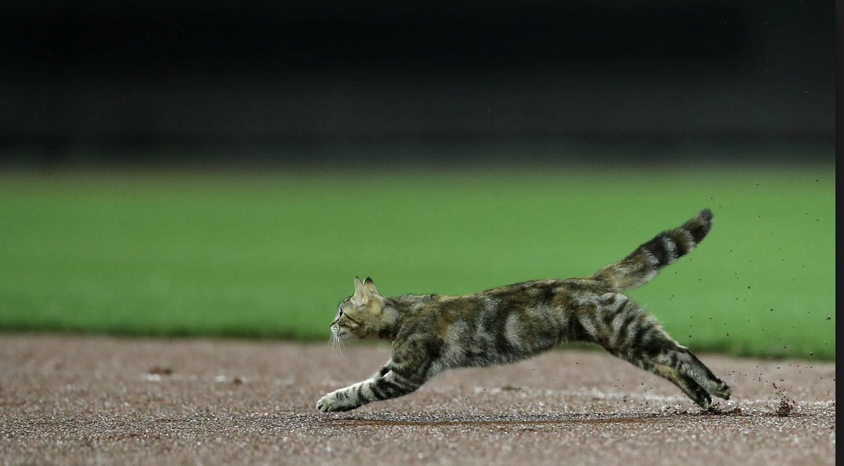 domestic cat running speed