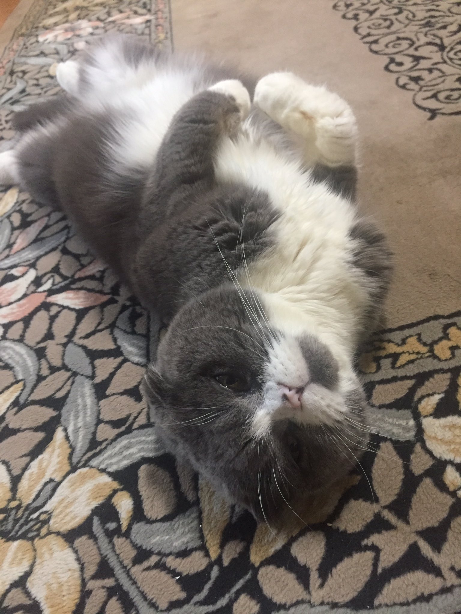猫お腹パンパン Twitter Search Twitter