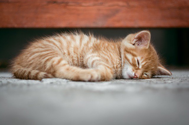 PlatinumYYC's tweet photo. Coincidence that the day after trying to recover from the time change is #NationalNappingDay?   We think not!

#nap #sleep #naptime #cute #love  #cat #catsofinstagram #catpics https://t.co/K9zvFP6WpC