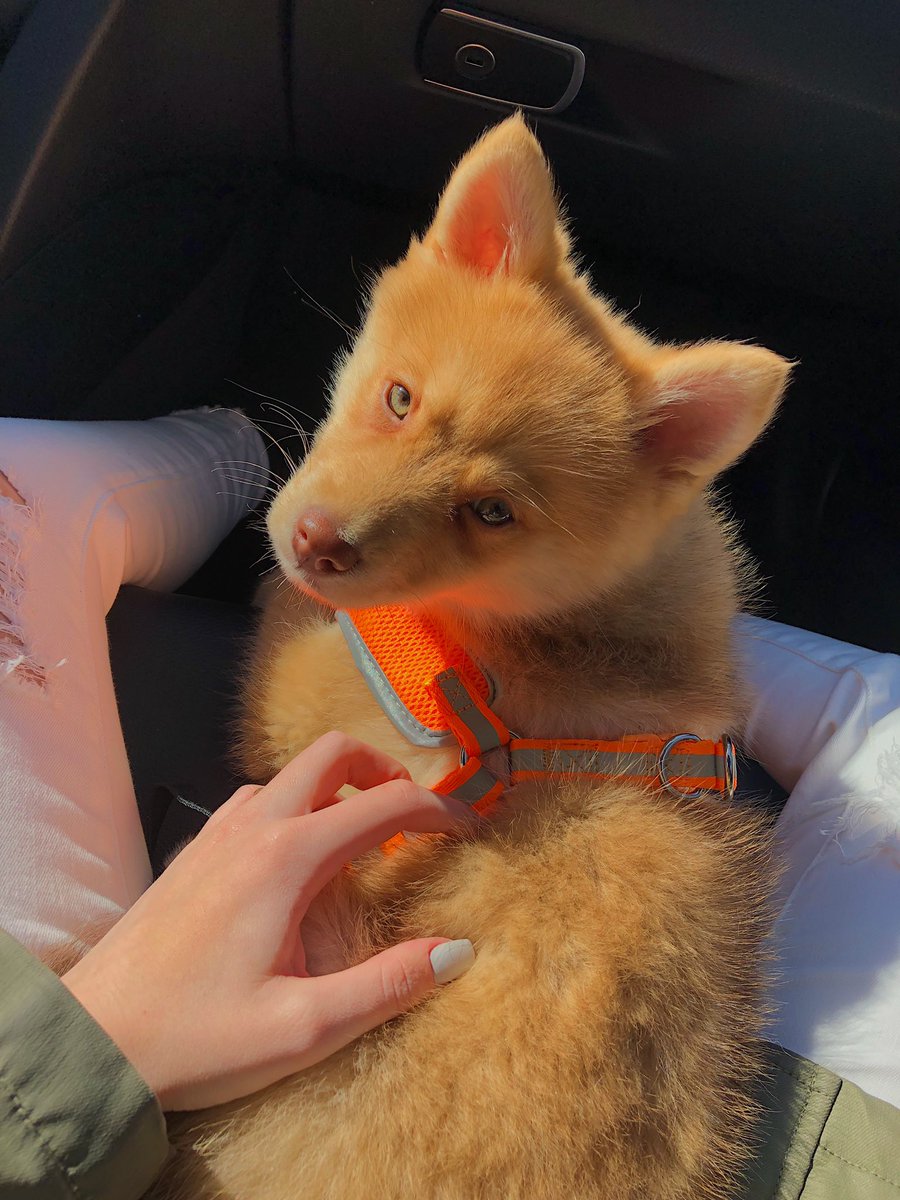 JodiUphamm's tweet photo. This pic is blowing up on VSCO, so let me post my favorite boy everywhere 🦊 https://t.co/4qnn0pXv5k
