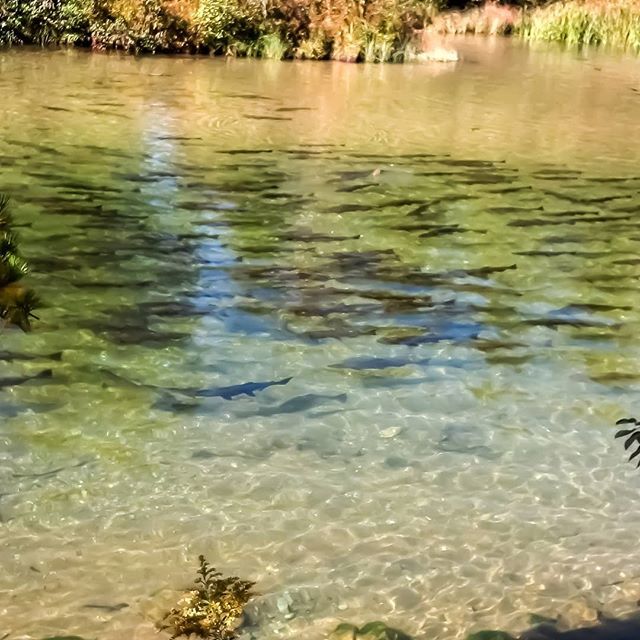 fish_fta's tweet photo. Tag someone who still couldn't catch one!! @feedingta #salmon #salmonfishing #fish #fishing #fishporn #flyfishing #fishingismylife #fishon https://t.co/eR10aFopYV https://t.co/j7R4ywwgek