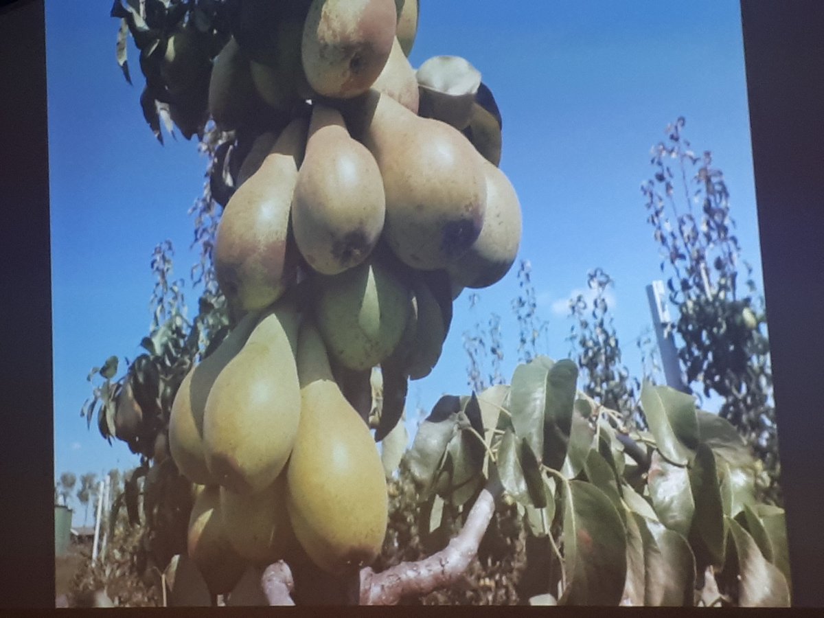 Vanavond mag ik voor <a href="/alliancefruit/">Alliance Fruit</a> een lezing geven over communicatie en pr voor fruittelers in Nederland. Ook zij krijgen én hebben te maken met veel onwetendheid in de maatschappij en framing door NGO's.  Volle bak hier! 🇳🇱🍎🍏🍐🍒🍓