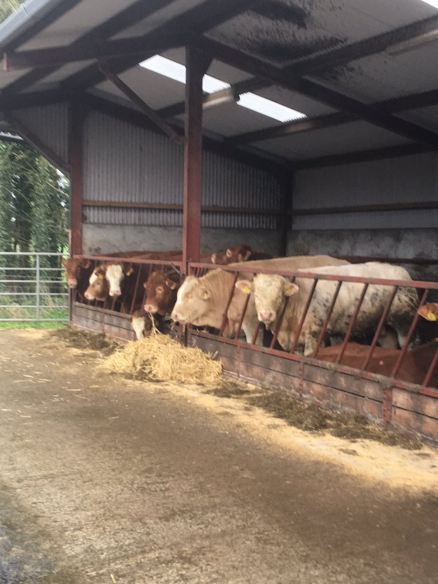 Anyone have any tips to stop straw blowing away when feeding in an open fronted shed??