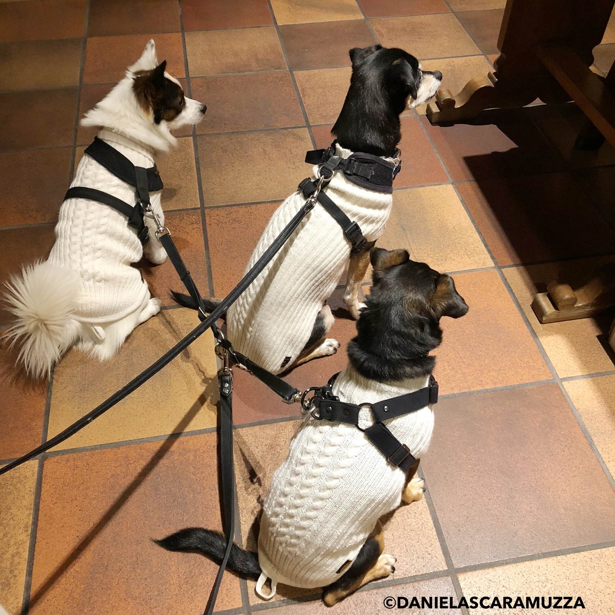 “All for one and one for all, united we stand divided we fall.” 
― Alexandre Dumas, The Three Musketeers <a href="/gigiandmiki/">Gigi & Miki</a> #quotes #dogstyle #danielascaramuzza