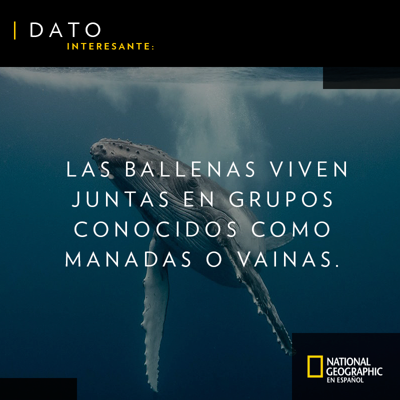 RevistaNatGeo's tweet photo. ¿Sabes cómo se le dice a un grupo de ballenas? #FelizMartes https://t.co/AoD9gaL7IA
