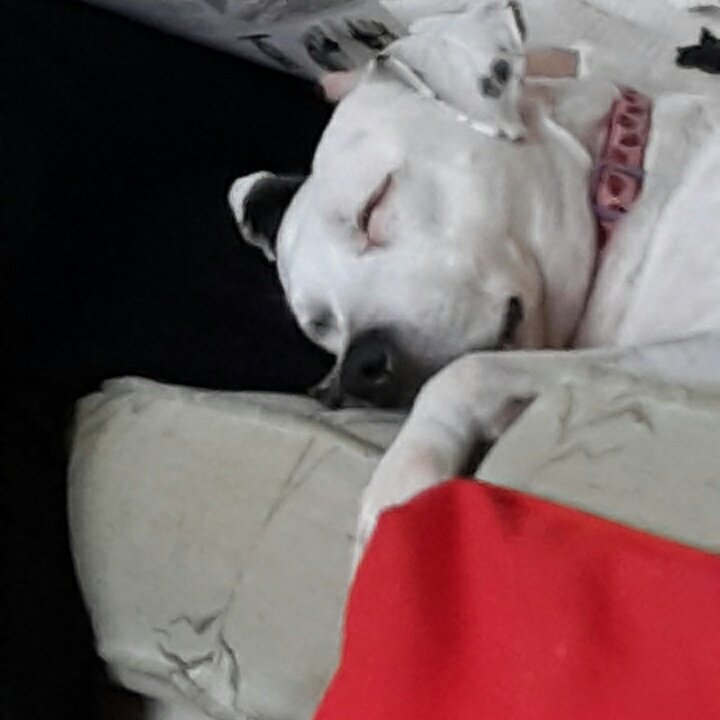 Penny_theDog1's tweet photo. How my day went #StormGareth #windy #RainyDay #pitterpatterraindrops #StayingInToday #NotUpForThat #tuesdayfeels #dogs #dogslife #dogsoftwitter #RescueDogsRock #staffie @DogsTrust #LazyDays #WarmAndCosy #SnugglyWarm #snugglebuddy #WhereIsTheSun https://t.co/B8td6wXuDq