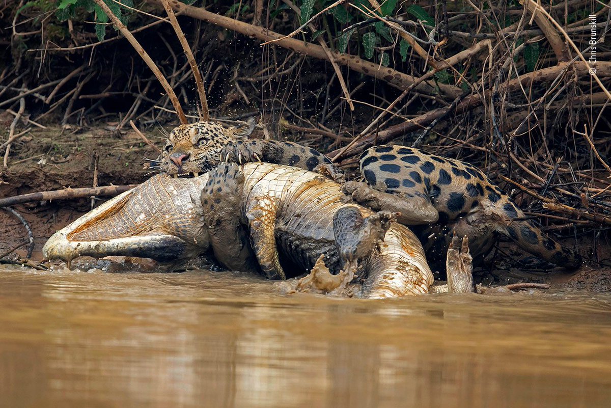 Without hesitation this jaguar pounced on the yacaré caiman,  overcoming its monstrously large prey in minutes. 

From a boat on the river, #WPY54 photographer <a href="/Brunskill_Chris/">Chris Brunskill</a> steadied his long lens on the battle and captured this dramatic shot.
