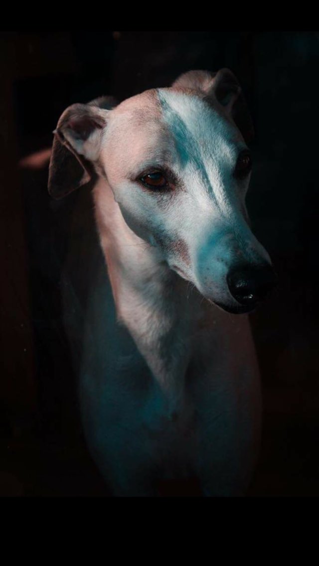 Had the very very sad news that Hippo has lost has lost his very brave battle 😓
He put up such a fight but just couldn’t any longer 💔
Run free little man, we will always remember you 🌈🐾