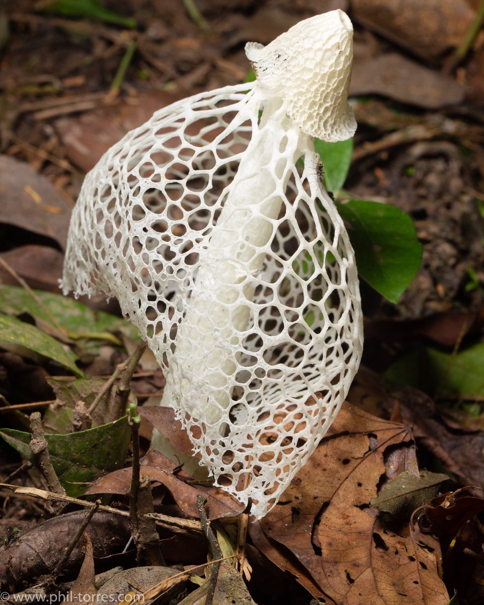 Phil Torres We Found A Bridal Veil Mushroom You Always Smell It Before You See It I Like To Describe The Smell As Chemically Preserved Dead Animal Garlic Its Phil Torres We Found A Bridal Veil Mushroom You Always Smell It Before You See It I Like To Describe The Smell As Chemically Preserved Dead Animal Garlic Its