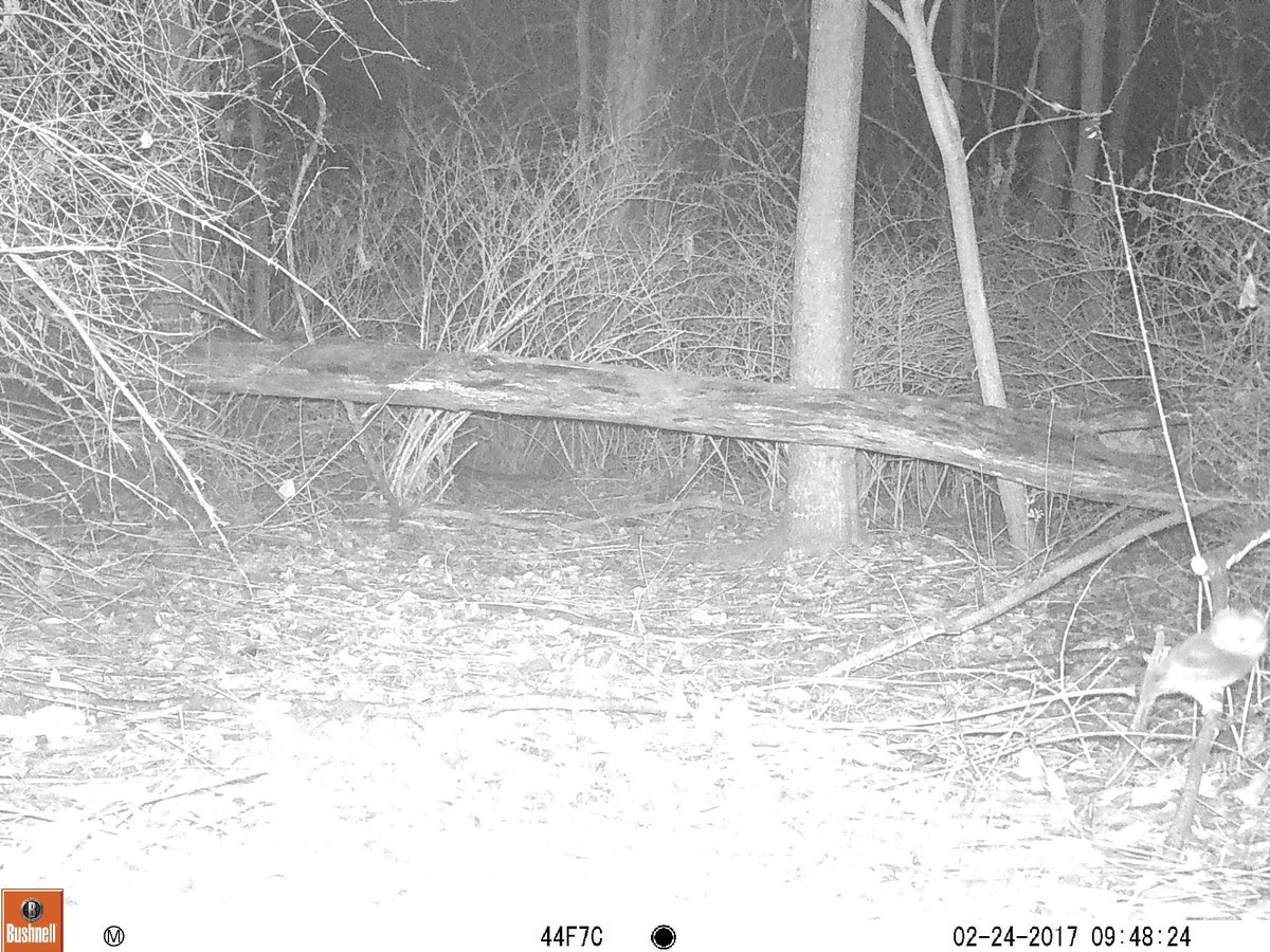Canid_Camera's tweet photo. It's always exciting to get an owl on camera! IDs anyone?

#owl #HudsonValley #TrailCam https://t.co/tIiyN5Q2gw