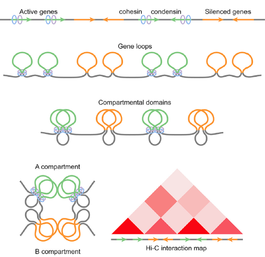 generegulation's tweet photo. Condensin II counteracts cohesin and RNA polymerase II in the establishment of 3D chromatin organization https://t.co/Ft7ddQjvJk Pairing between homologs occurs at ∼6-kb buttons enriched in architectural proteins https://t.co/nJ6zxgxRGm