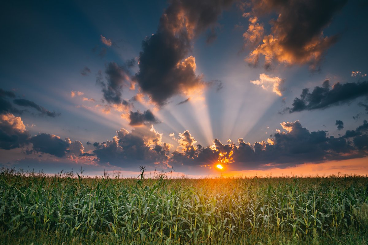 CFAES_OSU's tweet image. A CFAES business analysis program assists Ohio farmers so they can continue pursuing - and making a sufficient profit in - what they're most passionate about. 
bit.ly/2NXjh3T #OhioAgWeek