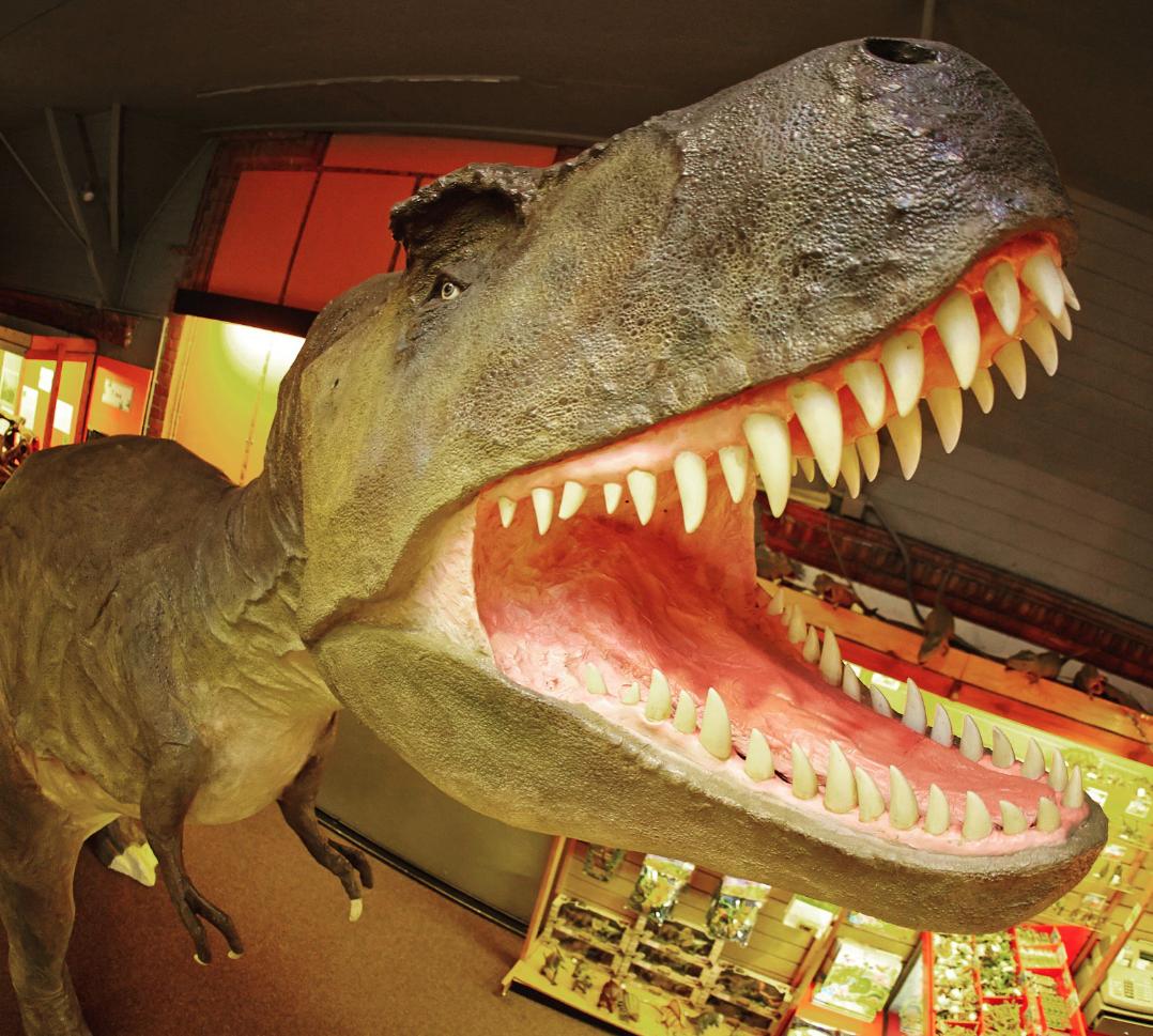 If your little ones are fascinated by #dinosaurs then look no further 🦖 <a href="/DinosaursDorch/">The Dinosaur Museum</a> is guaranteed to fascinate the whole family. Find out more and book your tickets here 👉 bit.ly/Dinosaur-Museu…
