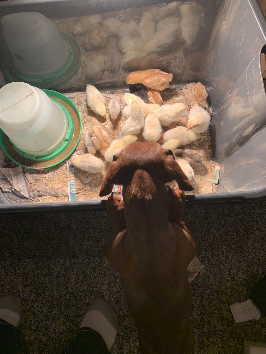 Oscar loves to help check the chickens!!