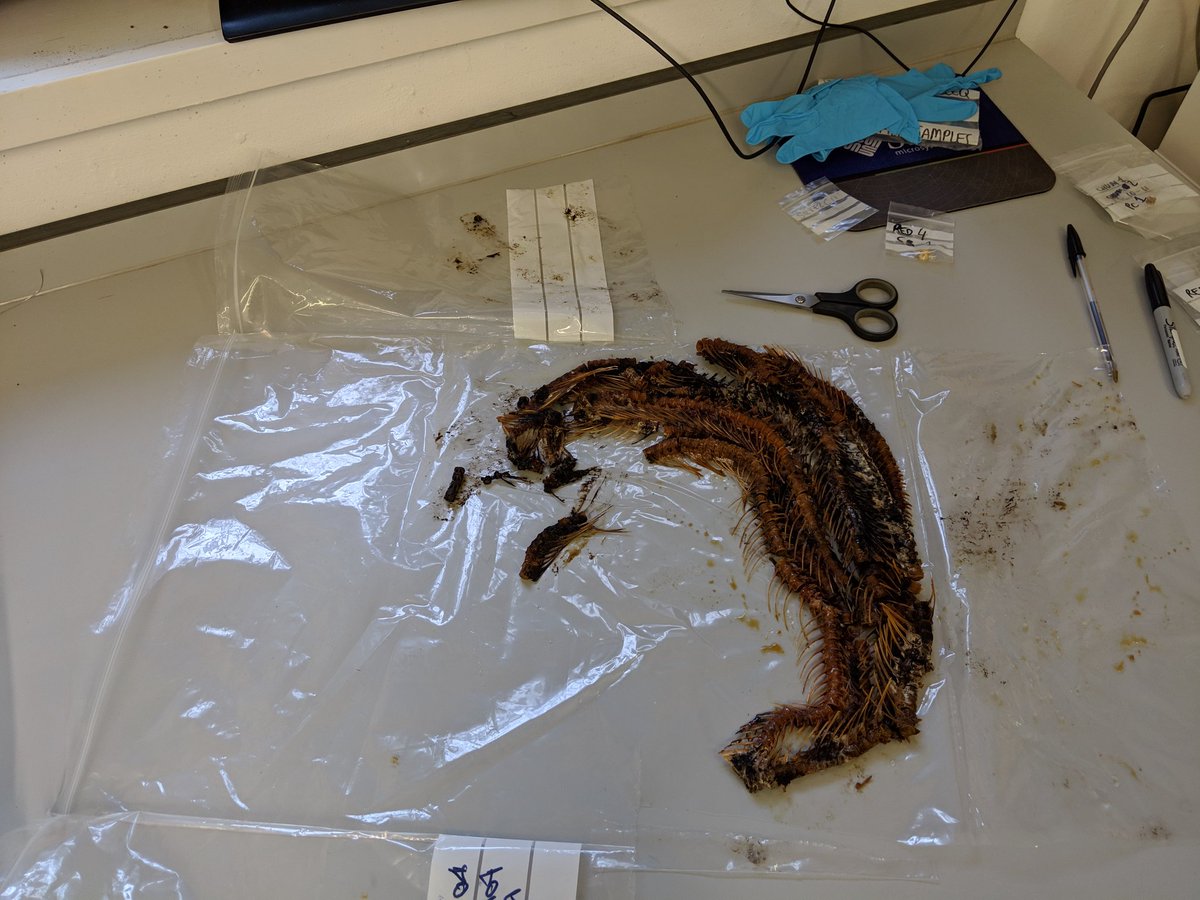 archaeoMarghe's tweet photo. When your chum #salmon reference samples come back from Alaska extra juicy and need to be sort into individuals and cleaned 😱🤯 Joys of research #zooarchaeology #phdlife 
PS: Managed to separate the individuals - they'll go in their bath tomorrow https://t.co/MgJ8pc1OX7