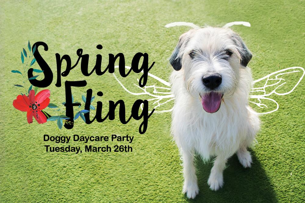 PetropolisSTL's tweet photo. It's almost time to spring into a new season! Join us on Tuesday, March 26th for our Spring Fling Doggy Day Care Party! 🌷🐝🌼 https://t.co/y6MOGXgLyY