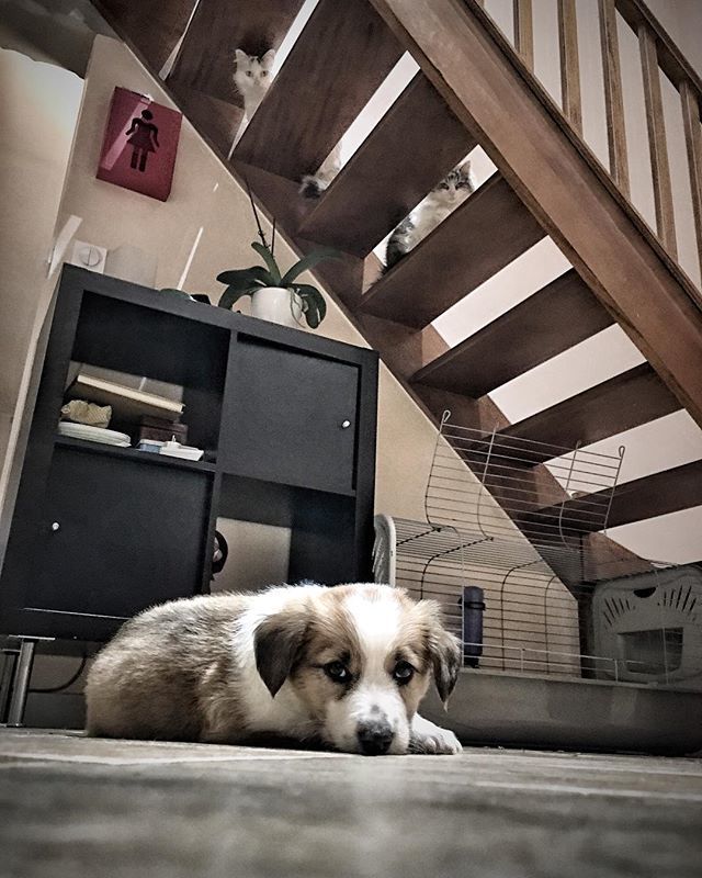 4Explorateurs's tweet photo. Un nouveau membre de la famille « Nalu » avec ses 2 supporters en embuscade #les4explorateurs  #pet #dog #babydog  #picoftheday  #weekendenfamille #travel #family #pontcharra #instadaily  #instagood #instatravel #instatrip  #travelgram  #lifeofadventure … https://t.co/D4Ay3AaQGp https://t.co/OGF6d1Brl0