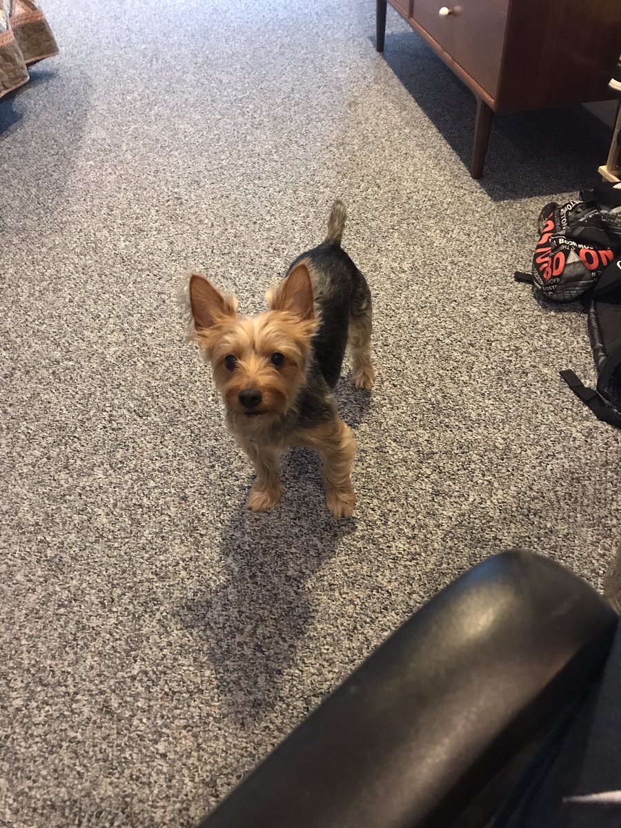 nicbuc15's tweet photo. Barely audible whimper, demanding my attention. #MamaNeedsAJob Do you want to sleep outside?! https://t.co/SNuUlvjDh2