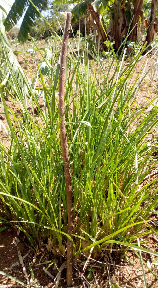 TYakushigawa's tweet photo. Do you know miracle plant "#VetiverGrass" ?
It's widely grown in more than 100 countries mainly for
1. Preventing #SoilErosion and conserving water
2. #Fodder
3. Protecting crops from #StemBorer and repelling pests
Alphajiri farmers also use them as the best #mulching material. https://t.co/XaCnxMcfoy