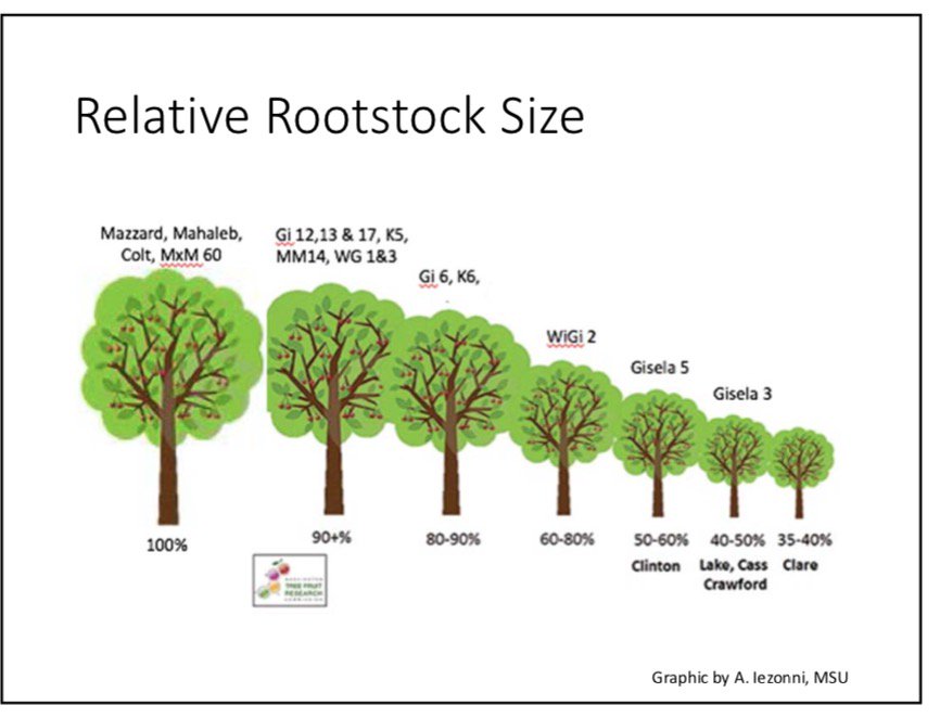 Cherry Tree Size Chart