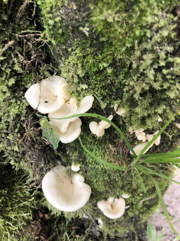 🍄Reserva Puyucunapi #mindocloudforestfoundation #forest #conservation