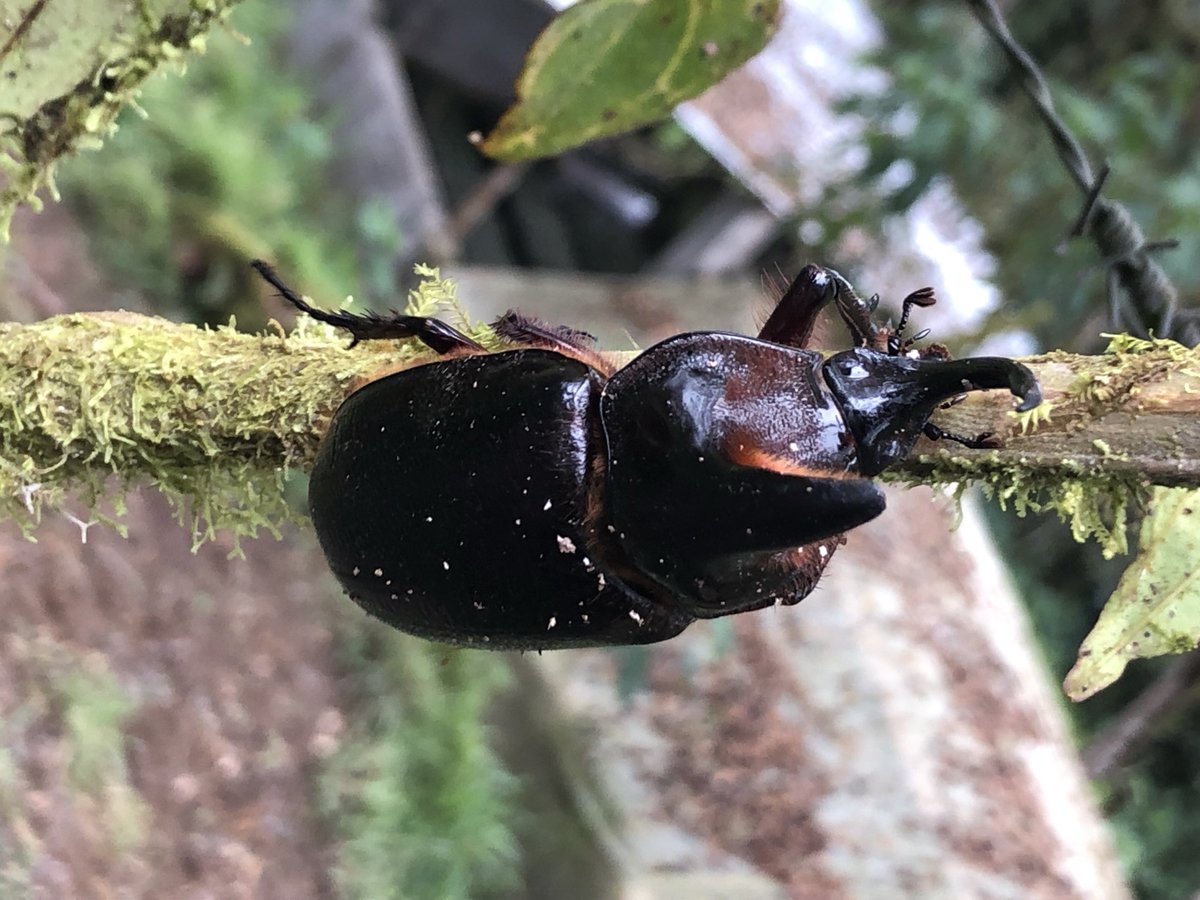 Mindo Cloudforest Foundation (@foundationmindo) on Twitter photo 