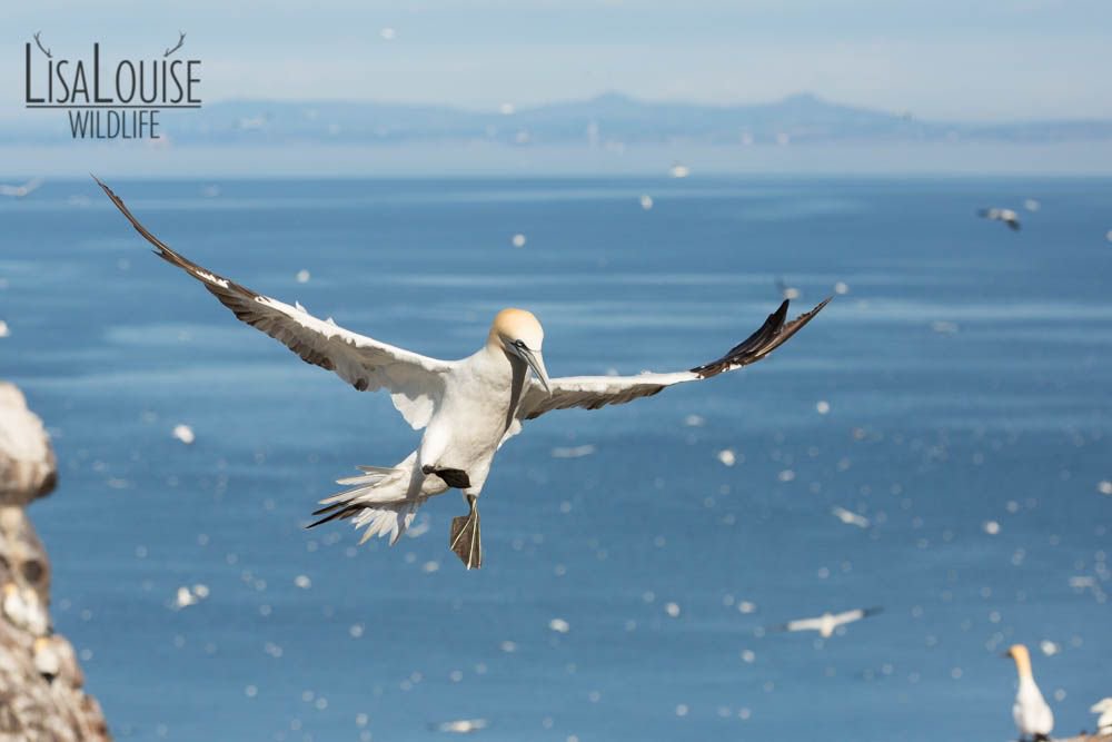 LisaLouiseG's tweet photo. #Story time
Gannets Story time over on Instagram about my experience of finally spending close time with my first "obsession species"  @Lisalouisewildlife

Northern Gannet (Morus Bassanus) https://t.co/1O1gEwEmLM