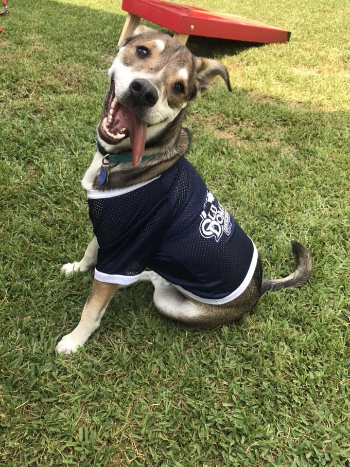 ODU's tweet photo. You like my jersey? 
Gee, thanks. Just bought it. 
#ODU #ODUPets https://t.co/4gvWk3vuh4