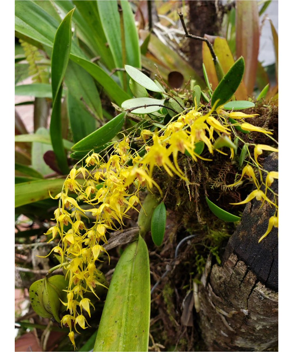 Orquídeas 🍃 Reserva Puyucunapi #mindocloudforestfoundation #forest