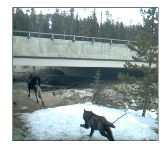 adamTford's tweet photo. @eamon_rs Landscape features, including the ones people make, and modify, influence predator-prey interactions. In @BanffNP, crossings did not change the frequency of these interactions more than the surrounding landscape. So its unlikely to be a sink in that case. #ACTWSconnect https://t.co/qrSPtLgpGs