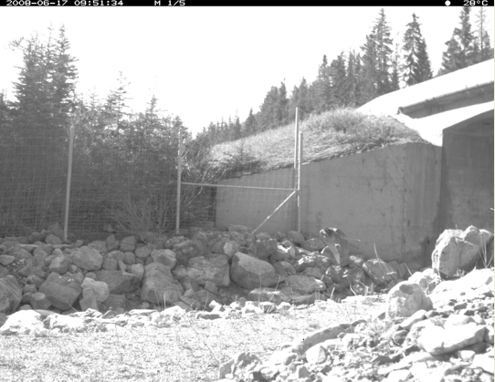 adamTford's tweet photo. @albertabats @theACTWS Also - people (St. Clair; Clevenger; etc) have looked at bird use of overpasses. We have picked up the odd bird using underpasses too:
#ACTWSconnect [see it?] https://t.co/IUZEhbNtHI