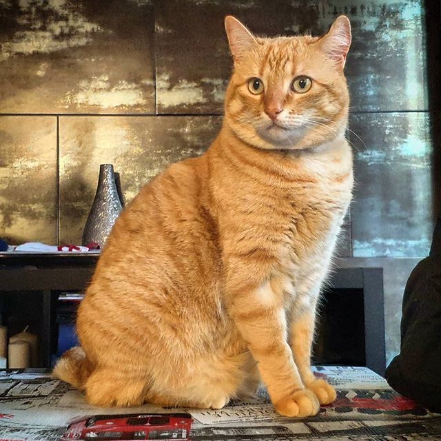 grizhou's tweet photo. "Greetings from my blondie-bro" 😼
•
•
#Nidi the #cat ~ @Grizhou &amp; #Bruss' brother. [🐈 #cats, #catstagram, #catsofig, #catsofinsta, #cats_of_instagram / #gato / #gardfield]. https://t.co/rhe0b2unKq https://t.co/T6UHpDGPvY