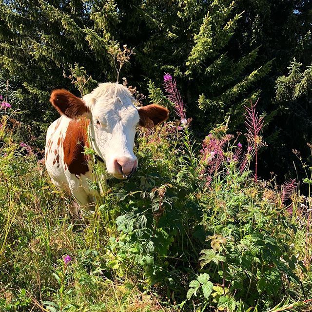 Angela Jervis-Read tweet media