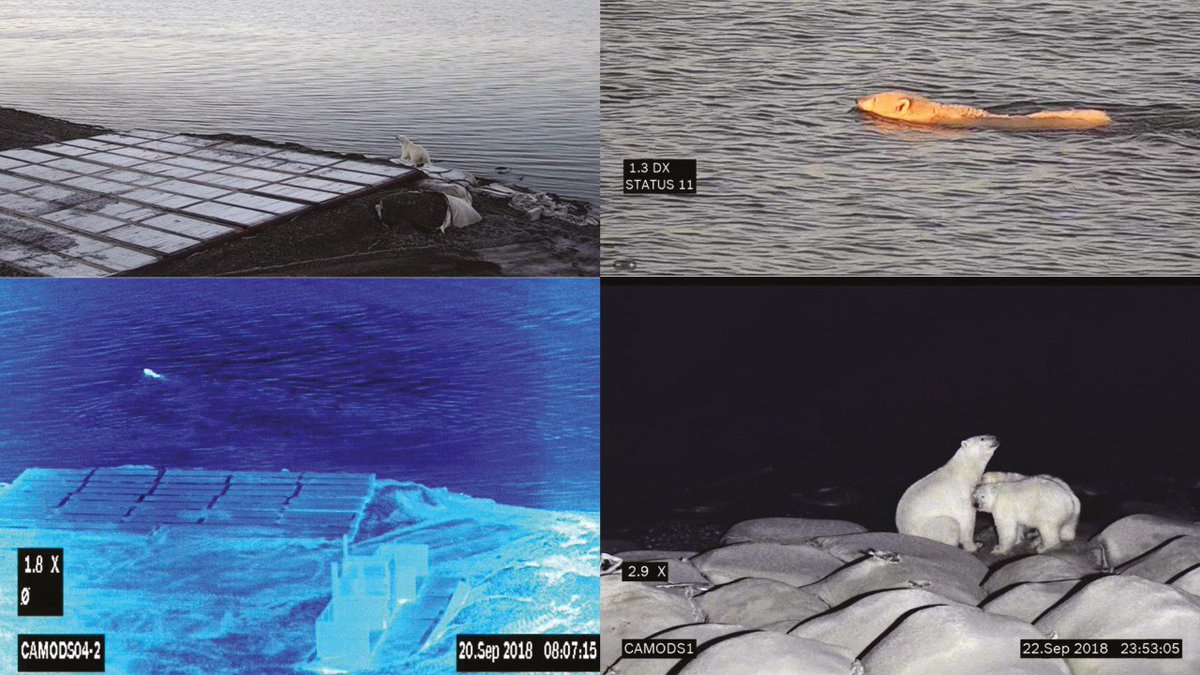 A large oil drilling site is in the migratory path of apex predators, polar bears. An innovative video system ensures safety – 24/7 under extreme conditions. Learn more: blog.midches.com/blog/securing-… <a href="/BoschSecurityUS/">BoschSecuritySystems</a> @BoschSecurity #security #Analytics #ipvideo