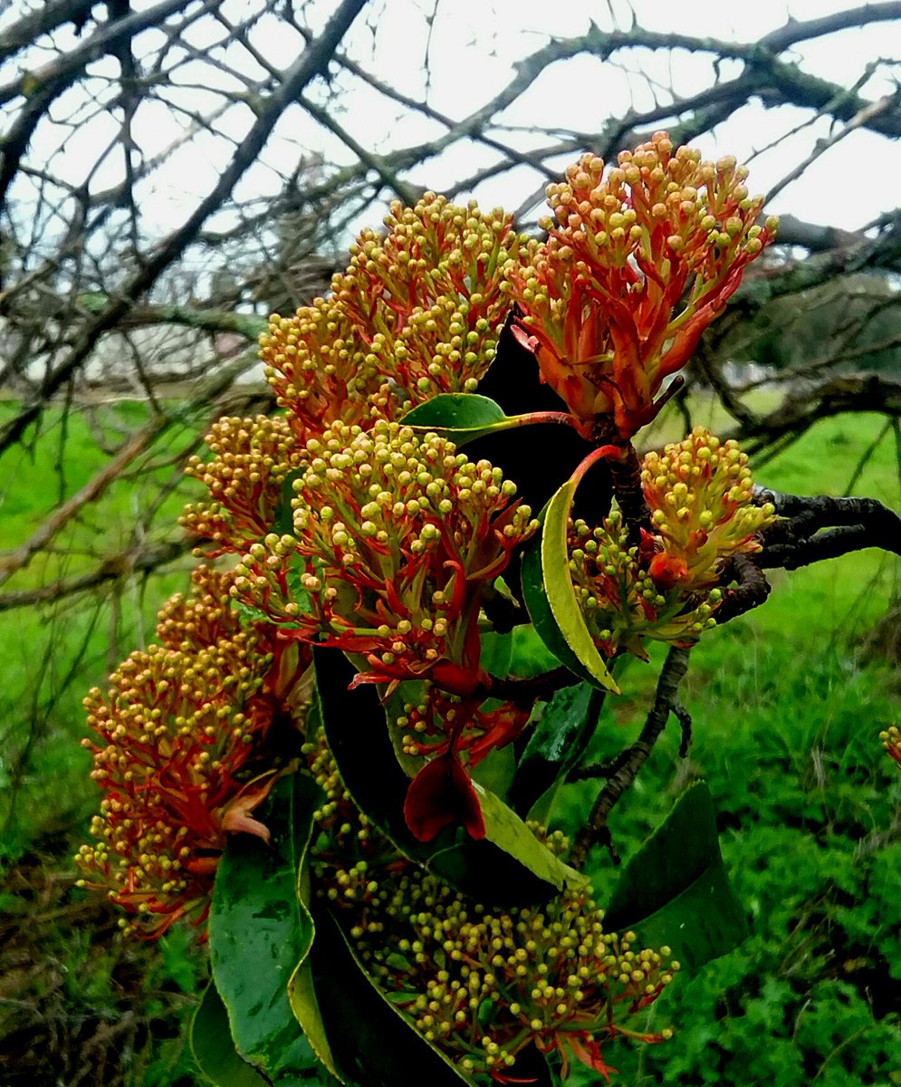 plantsalsobread's tweet image. if y'all are expecting anything more than pictures of plants I think are pretty, prepare to be thouroughly underwhelmed.