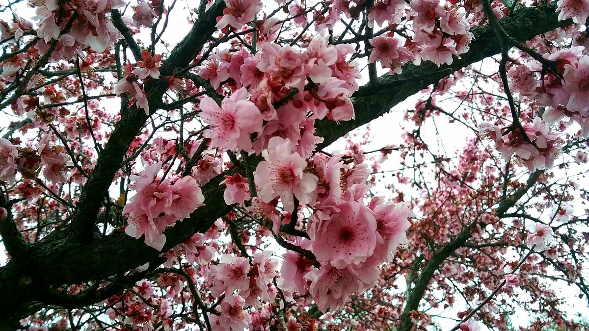 plantsalsobread's tweet image. if y'all are expecting anything more than pictures of plants I think are pretty, prepare to be thouroughly underwhelmed.