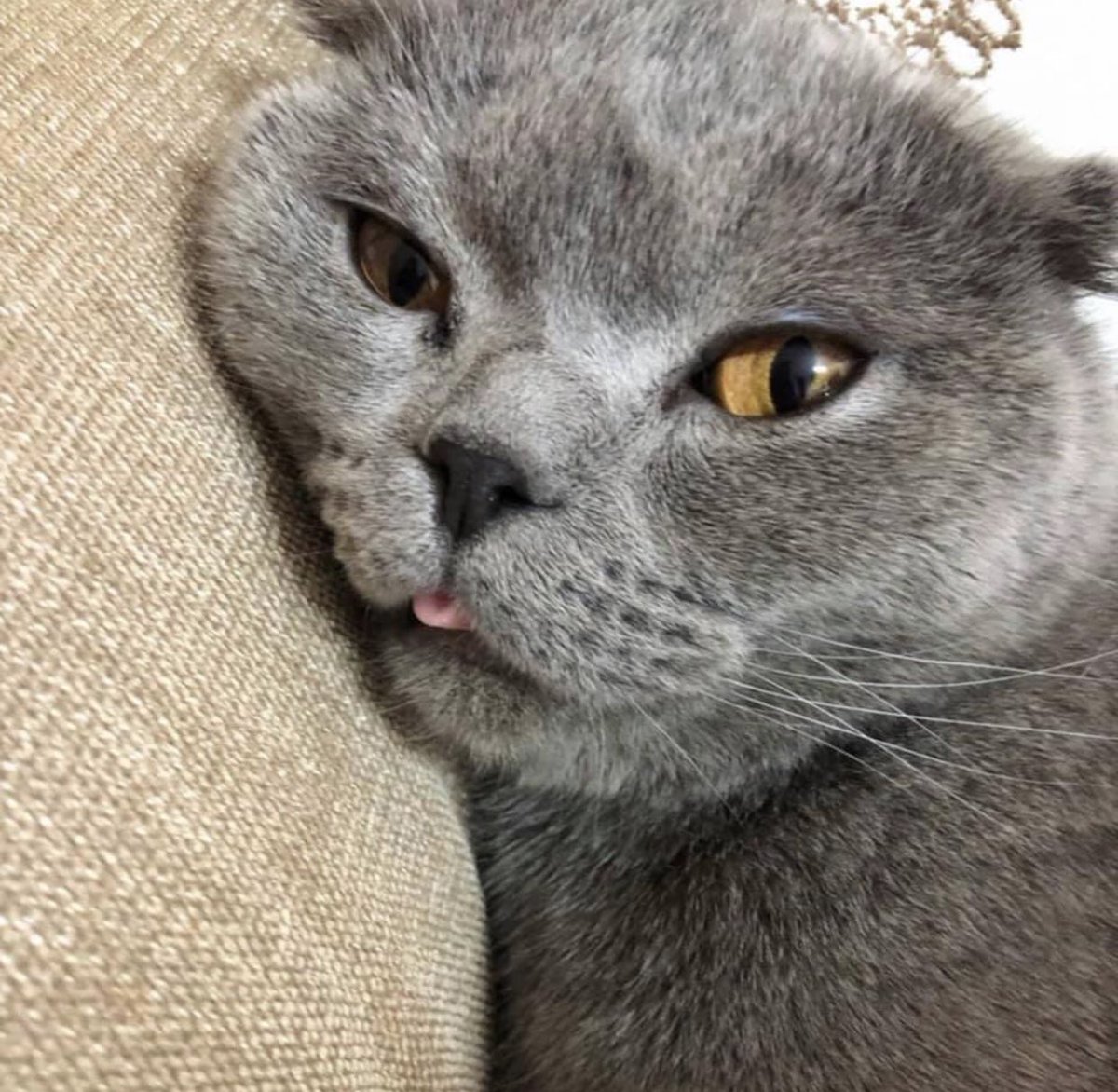 petzbe's tweet photo. Happy #TongueOutTuesday from Vasya! 💖 👅 
Celebrate #TOT with her today on #Petzbe! Her username is vasya! 🐾📲 🎈☀️🥰 https://t.co/rs9uaNW4BZ